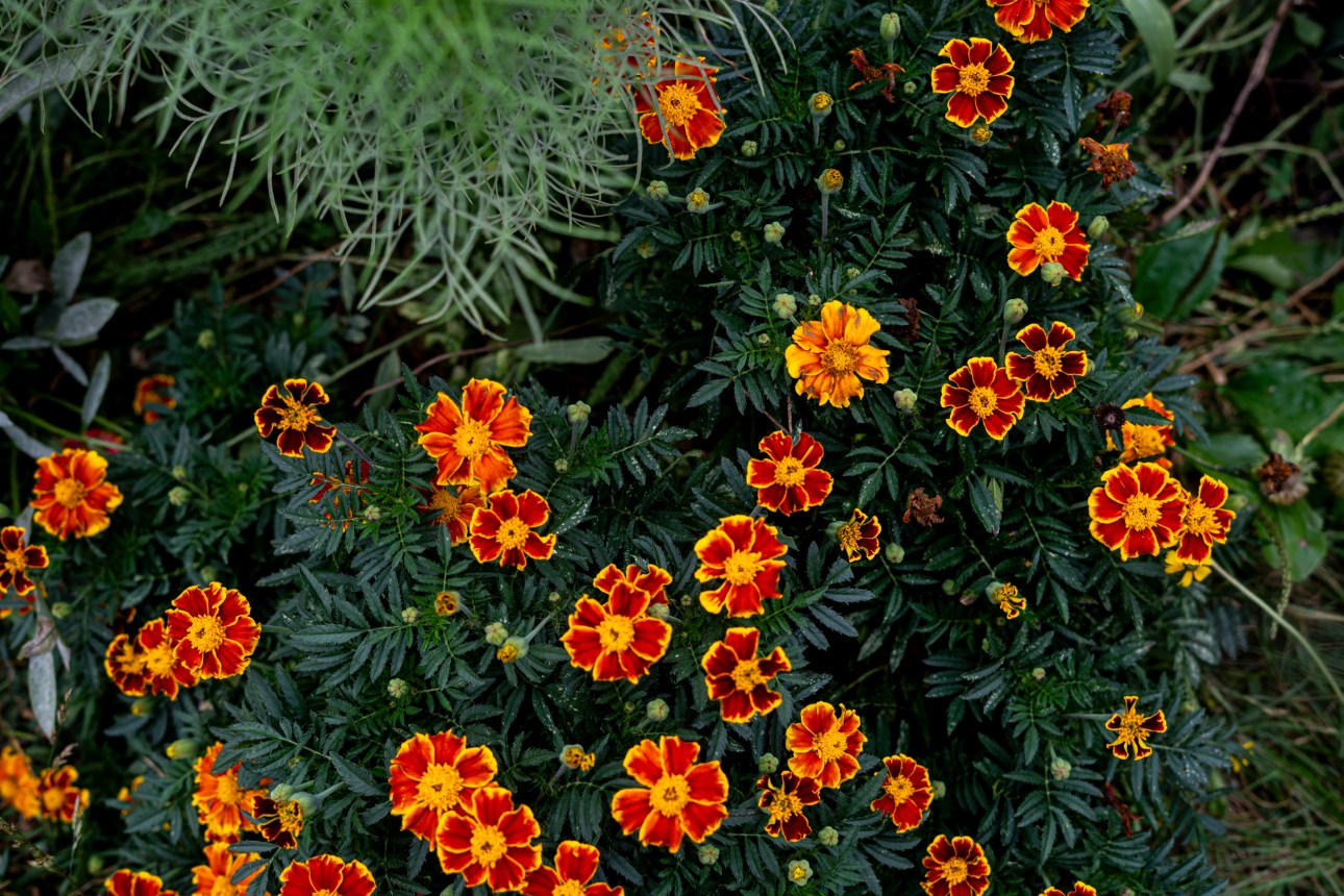 A cluster of marigolds with red and yellow petals amid dark green foliage.
