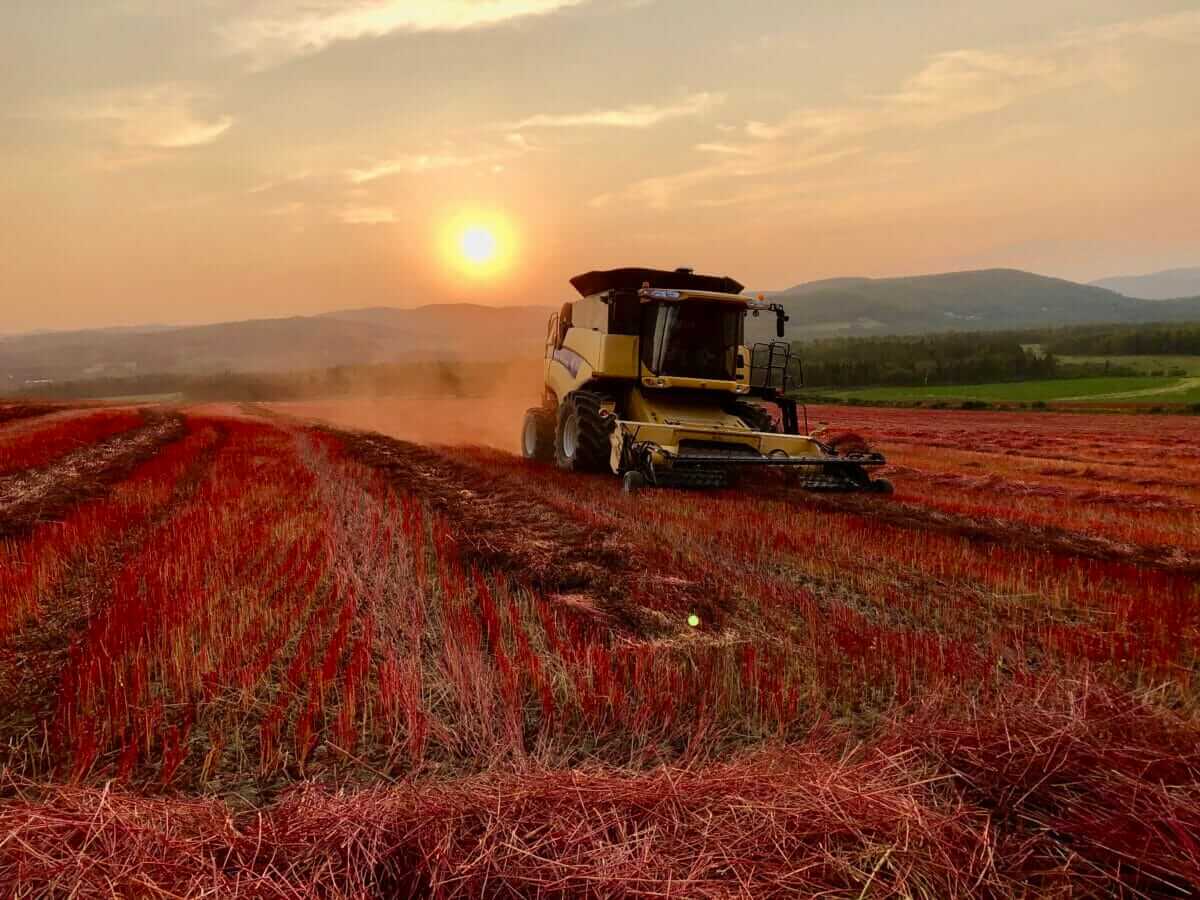 buckwheat field