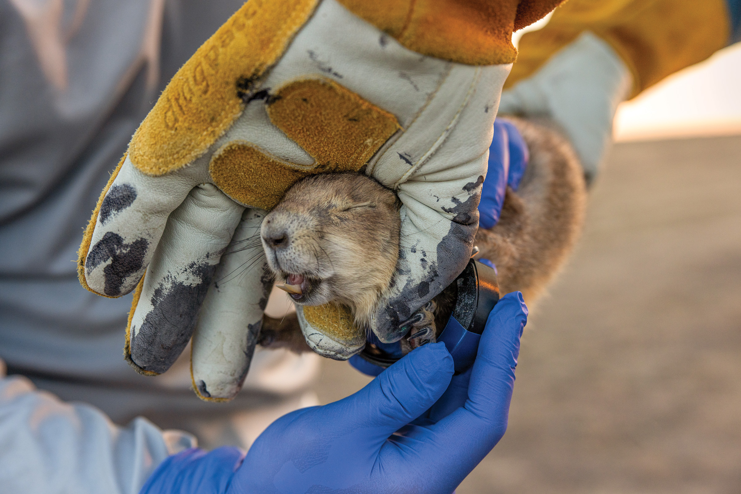 A prairie dog is collared by Smithsonian Institution scientists at American Prairie.