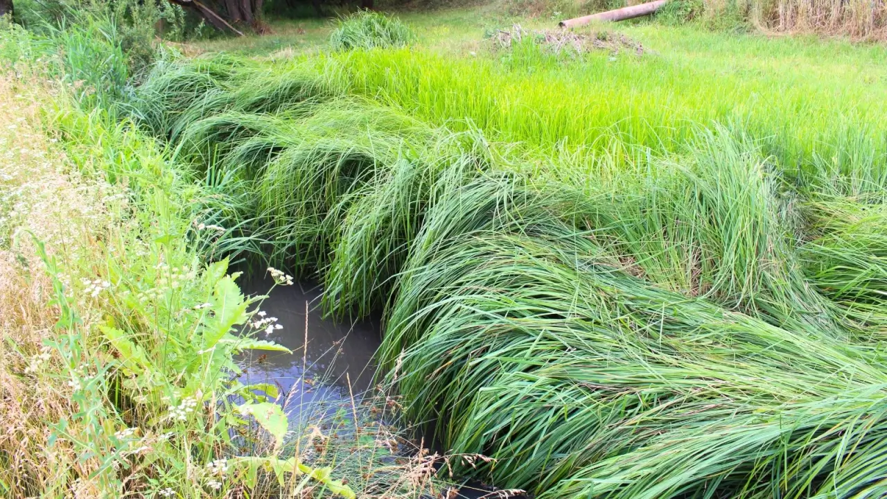 A muddy stream flows through densely growing Napier grass and blooming wildflowers.
