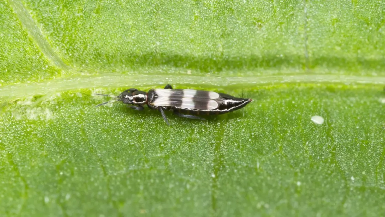 Close-up of a tiny, slightly elongated, narrow insect with black and white stripes running across a green leaf.