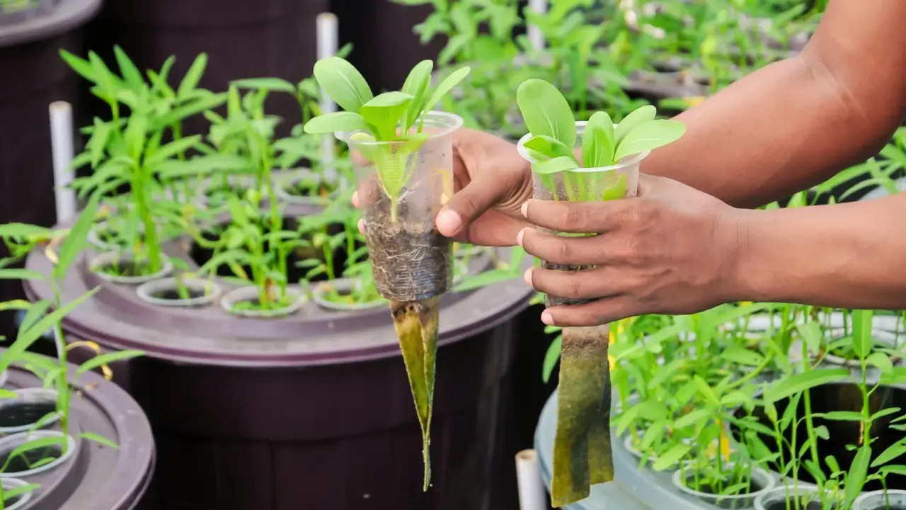 Male hands showing two bok choy seedlings with bright green spoon-shaped leaves in plastic pots against background of aquaponic system with various seedlings.