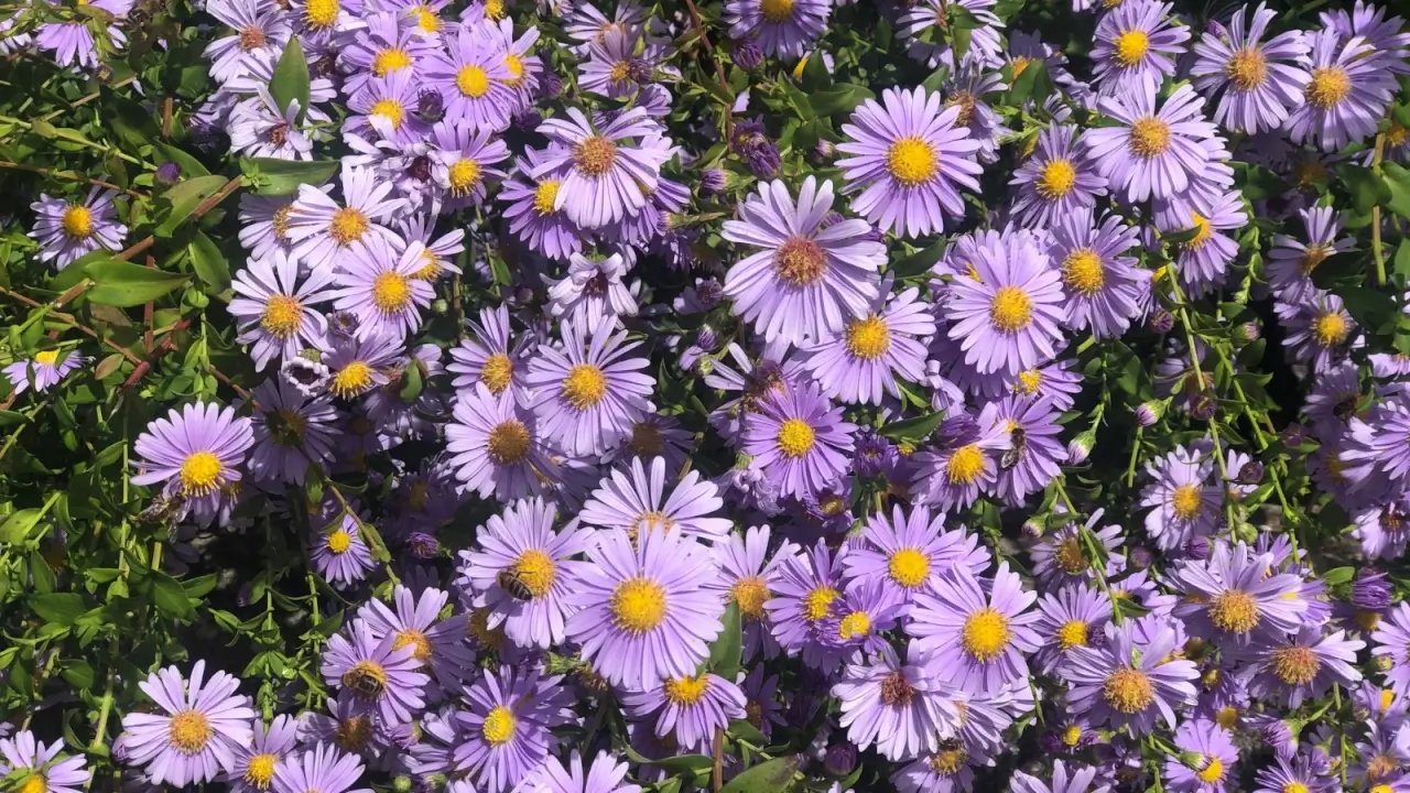 Daisylike flowers with thin, purple rays encircling a yellow center bloom in a sunny garden.