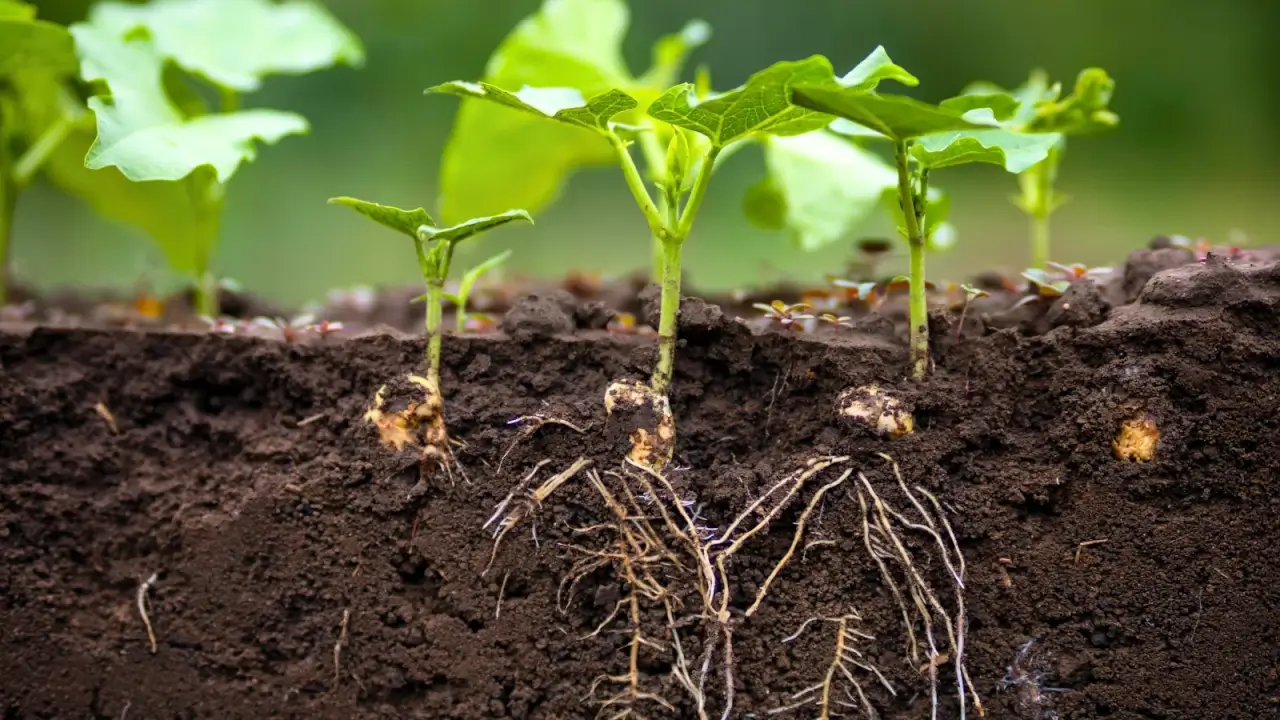 Young small bean plants sprouted from seeds, with smooth, green, heart-shaped leaves and a fine thread-like root system below the soil level.