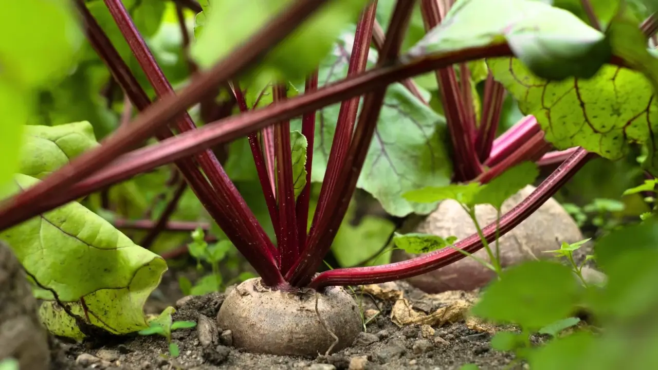Garden bed with round, reddish-purple roots partially above the soil, thick burgundy stems, and large, textured green leaves.