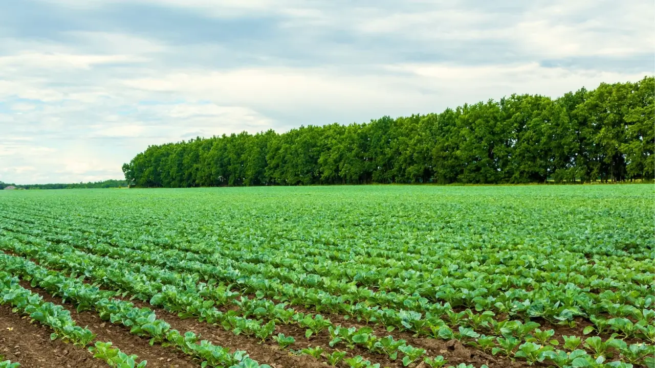 A large, wide field with growing cabbage crops, with tall, lush trees serving as windbreaks.
