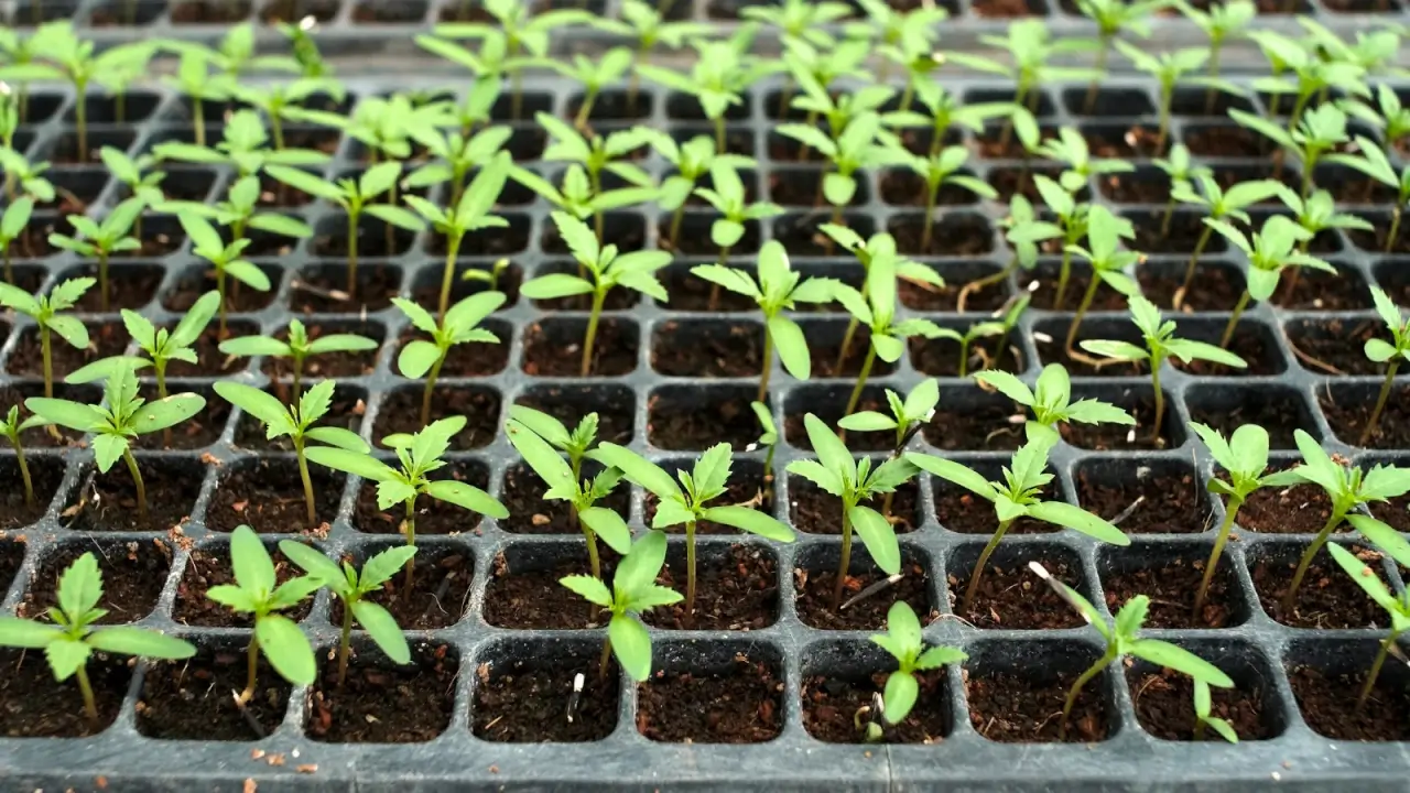 Close-up of young seedlings with green cotyledons and serrated true leaves in black plastic trays filled with soil.