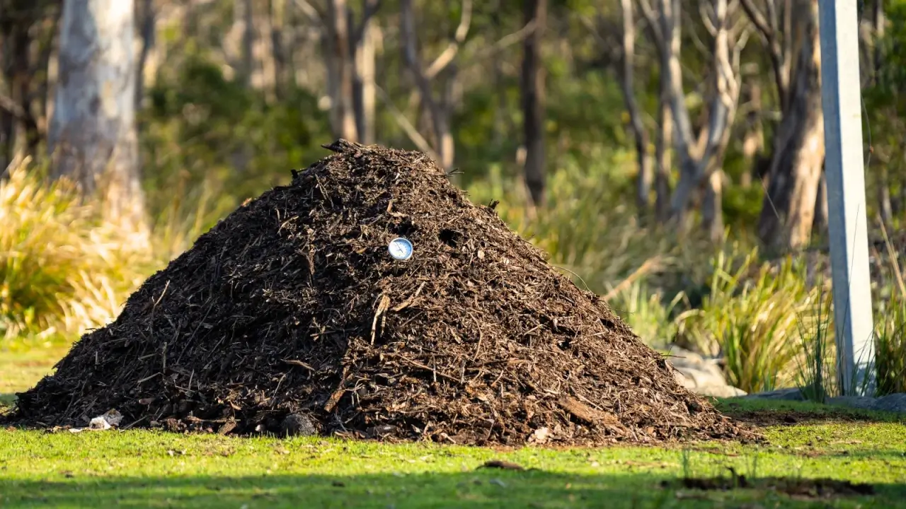 A large, dark brown, unevenly textured compost heap in the garden with a thermometer stuck in it to measure the temperature.