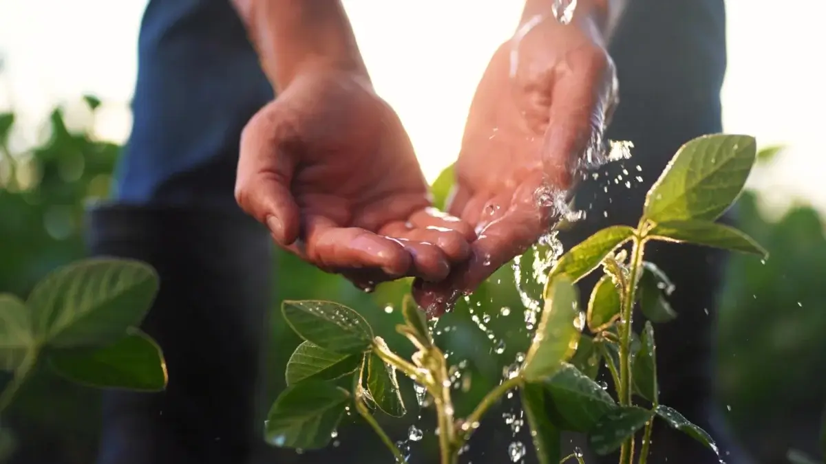 Conserve water farm. Close-up of a gardener watering a young soybean plant with his own hands at the farm.