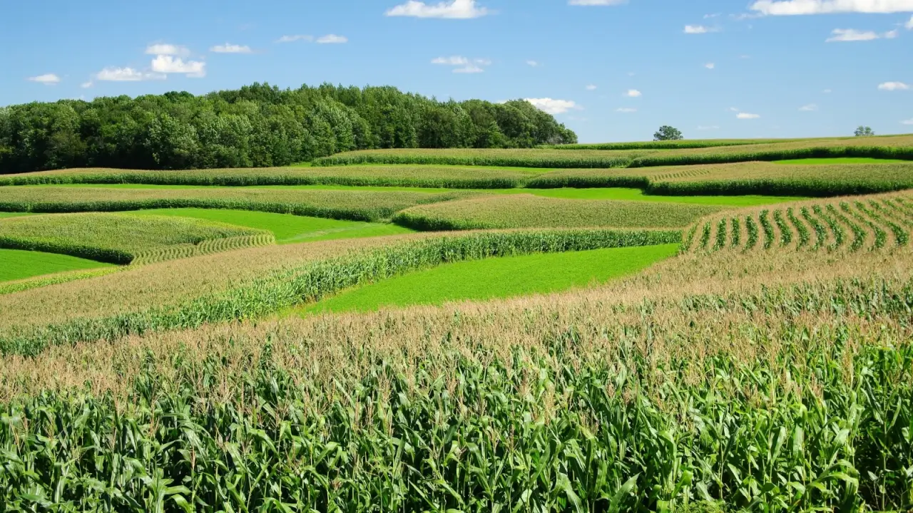Rows of corn plants growing along curved contour strips on sloped farmland.
