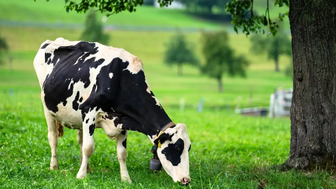 A white cow with large uneven black spots and a bell on its neck grazes, eating green grass in the shade under a large tree in a meadow.