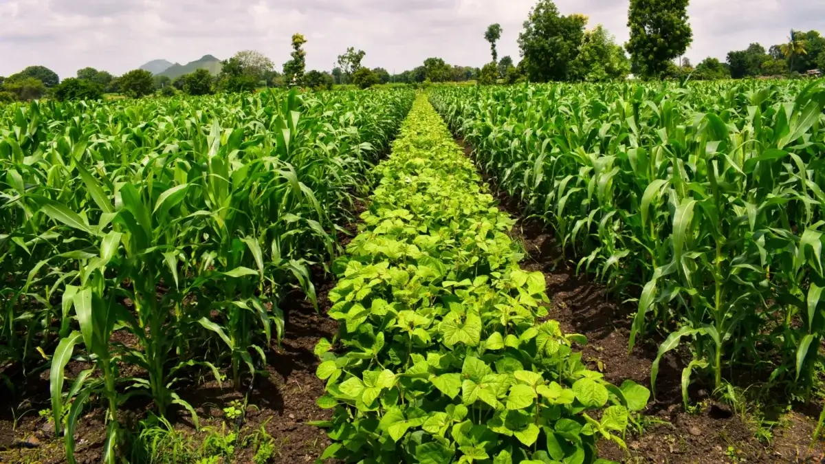 A large field with rows of corn and soybean plants, showcasing crop diversity benefits.