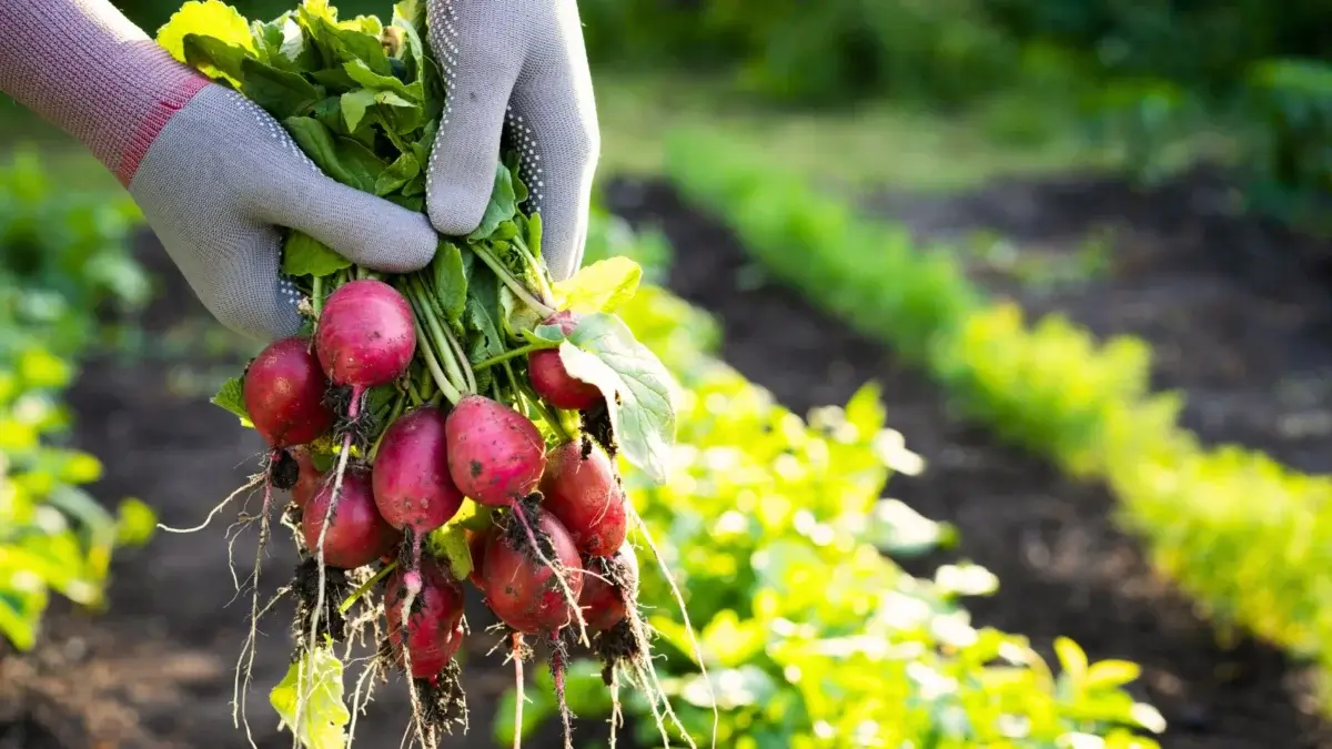 Close-up of gardener's hands wearing grey gloves holding freshly picked bunch of radishes with oval pink roots and green foliage, highlighting crops to sow in September against a sunny autumn garden background.