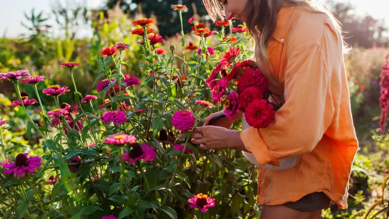 A female gardener in an orange robe cuts bright pink and red zinnias into a white bucket in a sunny garden.