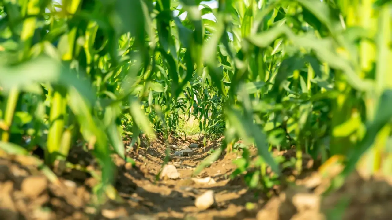 Dense corn plantings in a field, close-up of green, long, narrow leaves growing on vertical, strong stems.