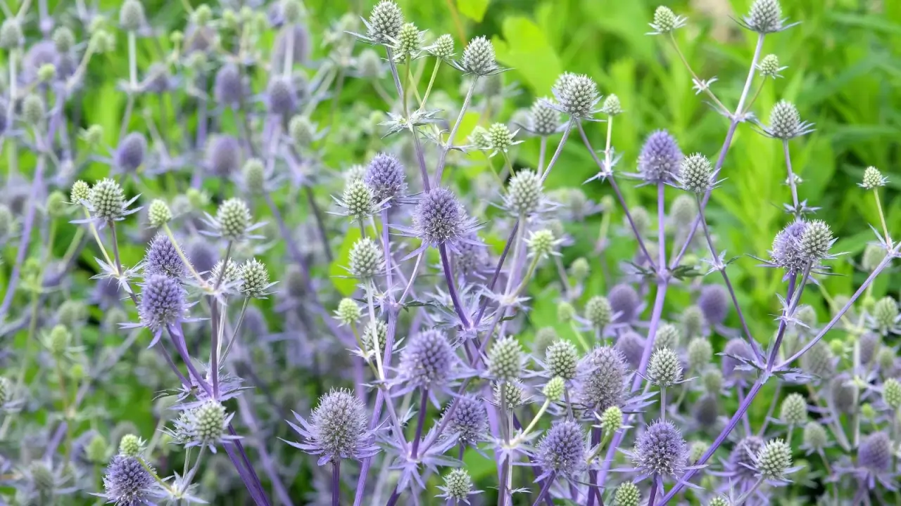 Metallic blue, cone-shaped flower heads are surrounded by spiny bracts and stiff silvery stems.
