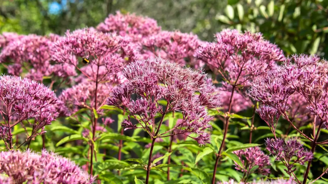 Tall, sturdy stems bear domed clusters of dusty pink to mauve flowers above whorled green leaves.