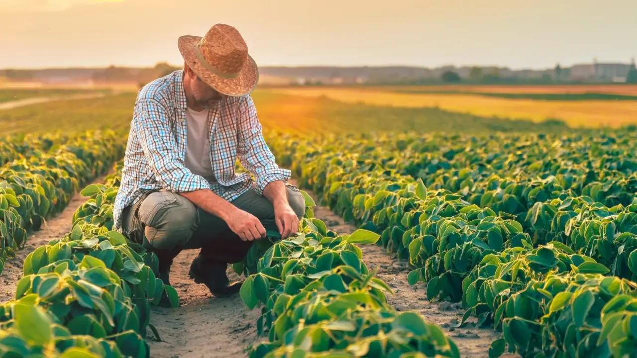 A farmer in jeans, a plaid shirt and a straw hat examining soybean crops in a field illuminated by the sunset.