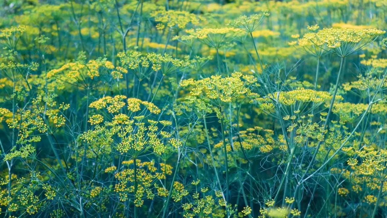 Lacy umbels of soft yellow flowers bloom atop hollow, blue-green stems with fine feathery leaves.