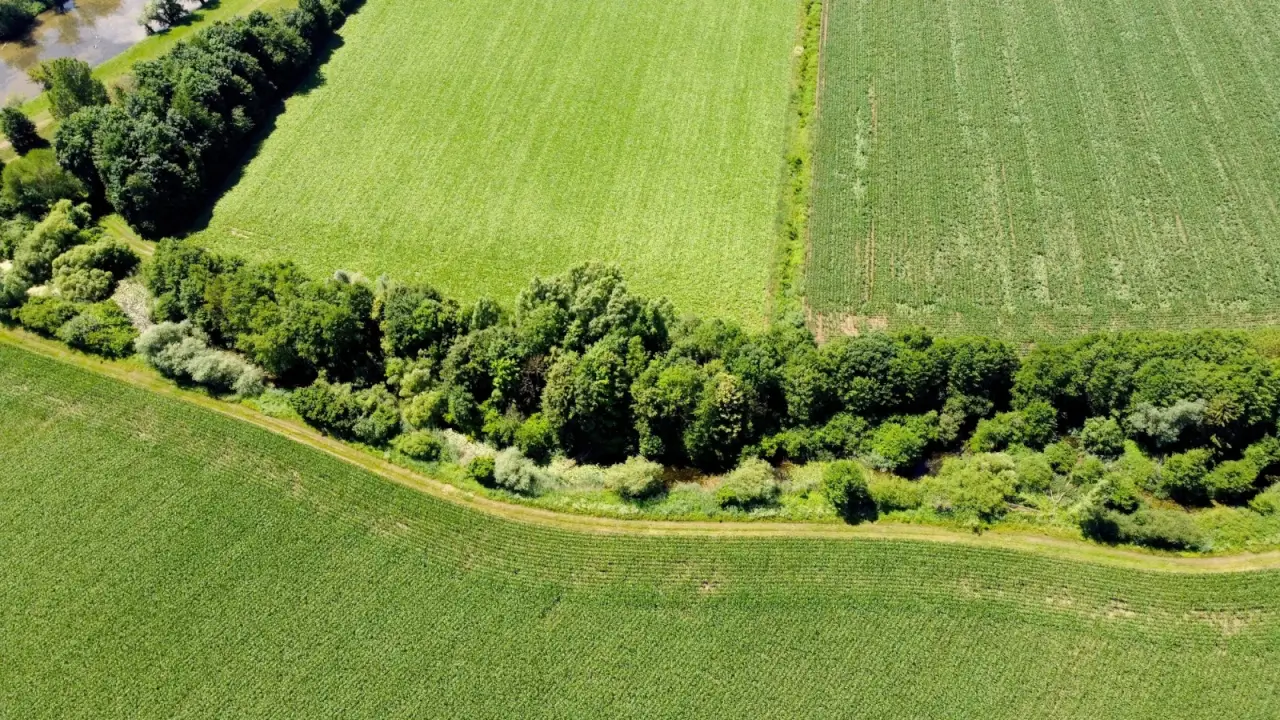 Aerial view of wide green fields surrounded by dense and tall bushes and trees creating field borders.
