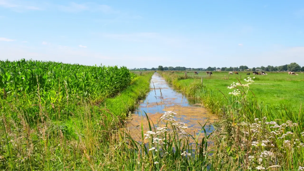 Spacious fields with maize plantations, grazing cows and a stream flowing through them.