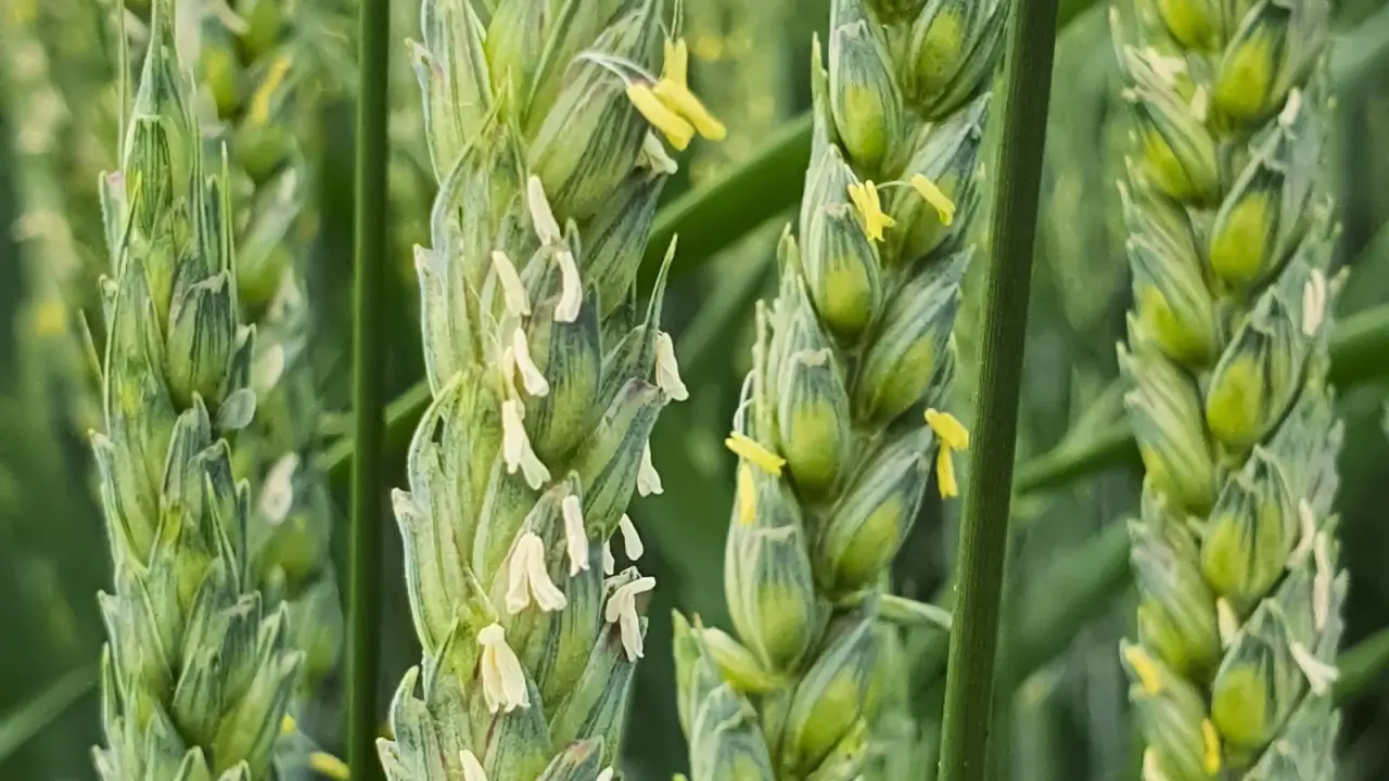 Close-up of green wheat heads in the flowering stage showing golden-tipped flowering heads emerging at the top.