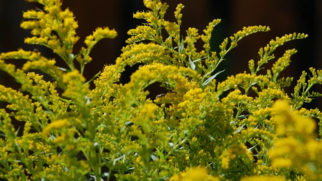Tall stems hold airy, arching plumes packed with tiny golden-yellow flowers that sway in the breeze.
