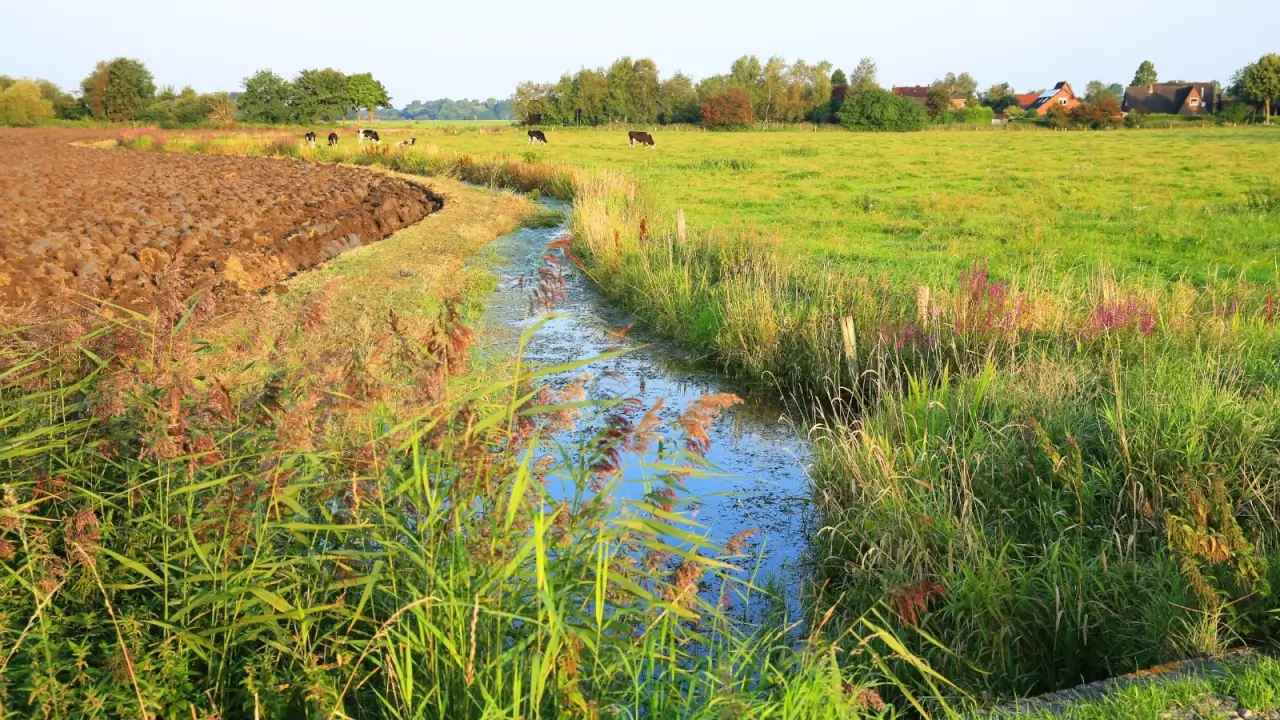 A water channel bordered by native grass runs through plowed garden beds with cows grazing in the meadow nearby.