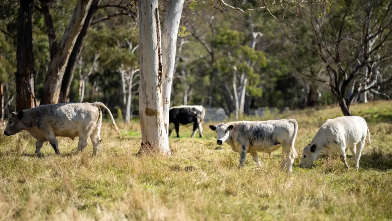 White and greyish furred cows grazing in a pasture among various trees.