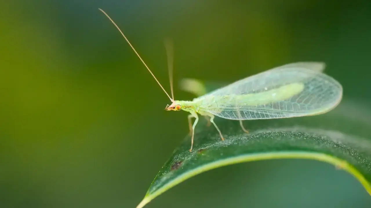 Close-up of a delicate insect with translucent, lace-like wings and a slender, pale green body on a green leaf.