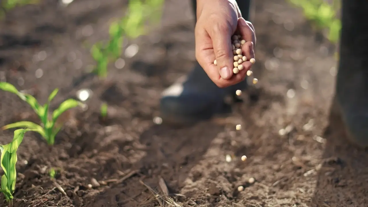 Close-up of a man's hands scattering round, pale beige soybean seeds onto a bed of loose gray-brown soil.