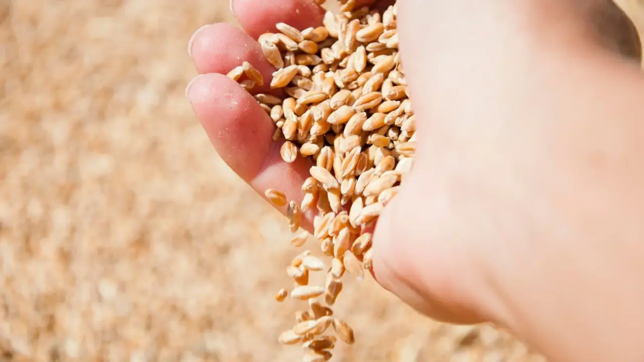 Close-up of a woman's hand pouring out a handful of fresh, oval-shaped, pale golden wheat grains.