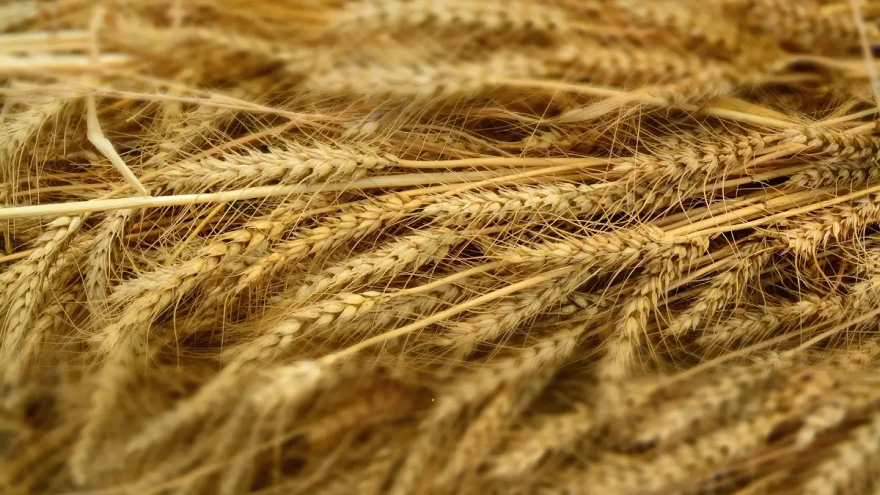 Freshly harvested wheat stalks with slender, sturdy stems and dense seedheads clustered tightly together.