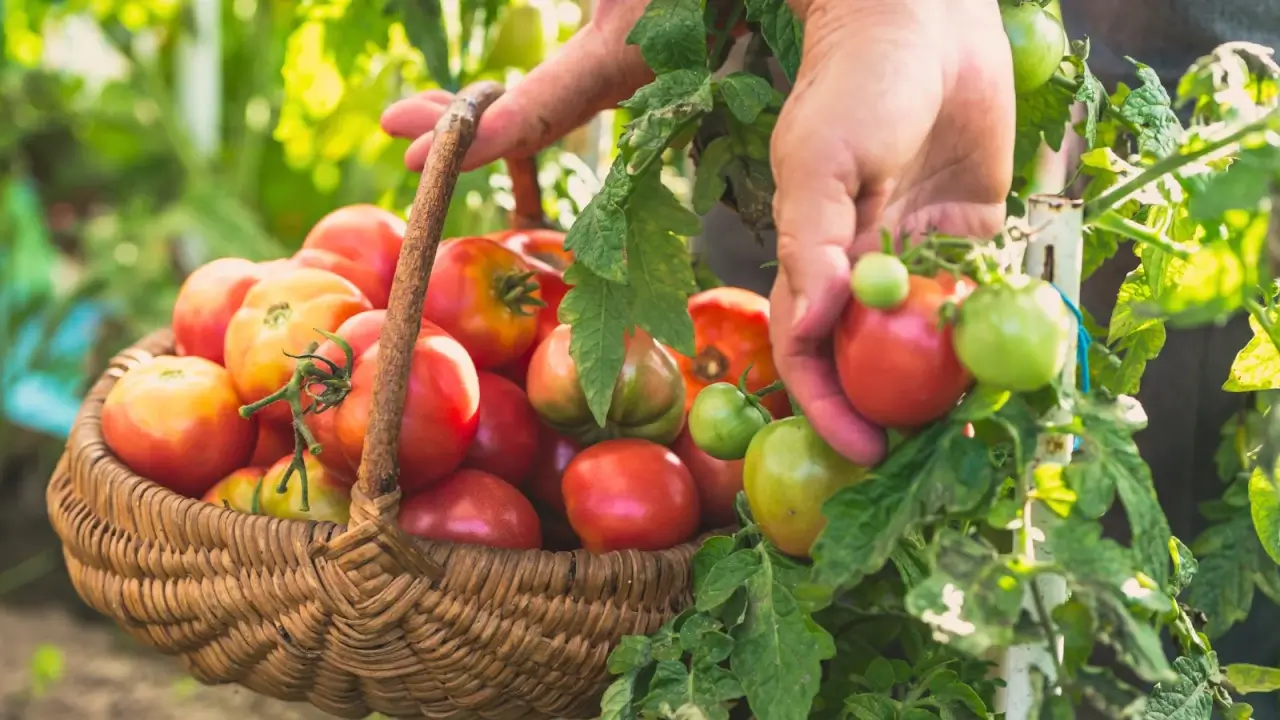 Close-up of women's hands harvesting tomatoes and placing them in a large wicker basket full of the plump, juicy, pinkish-red round fruits in a sunny garden.