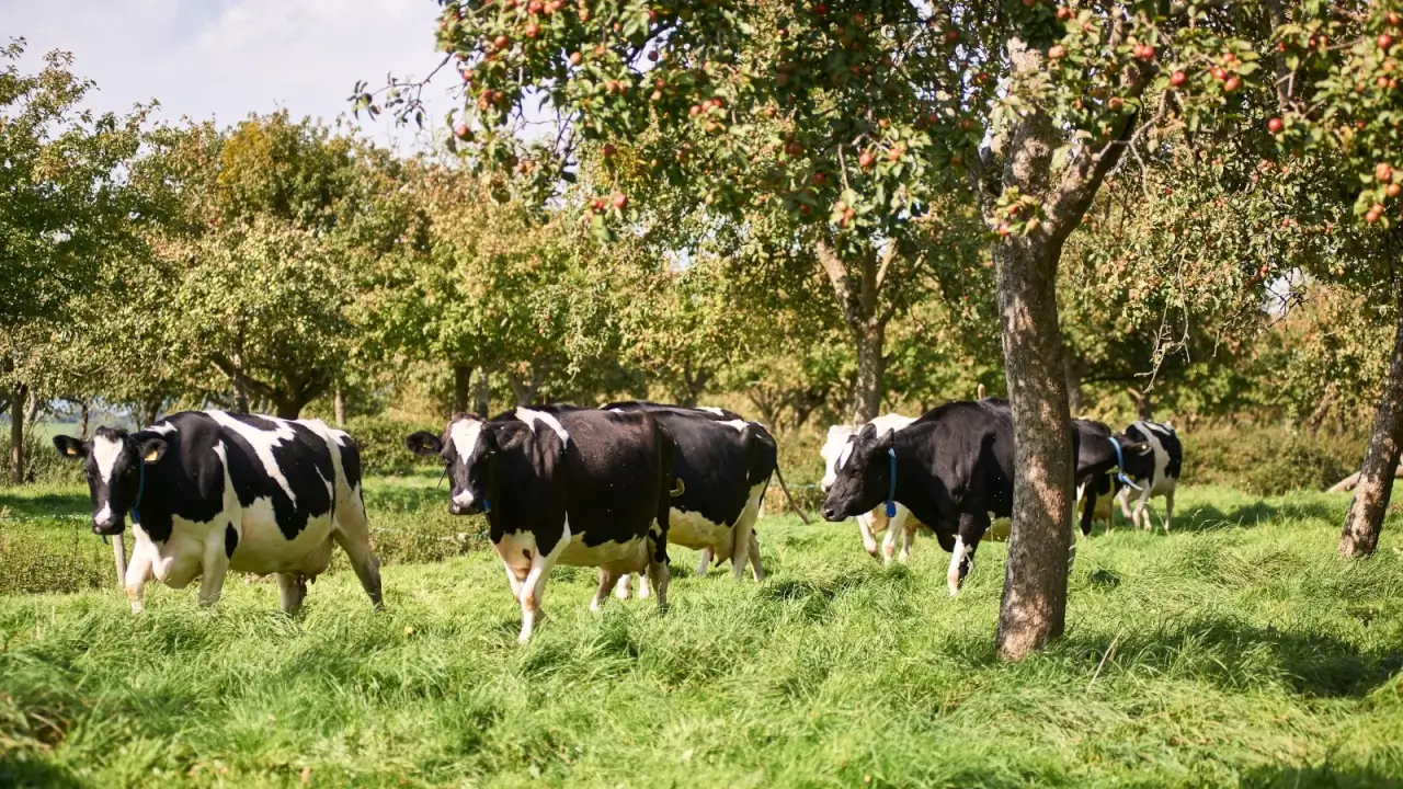 A herd of black and white cows graze in an apple orchard among tall, lush trees bearing young red fruit.