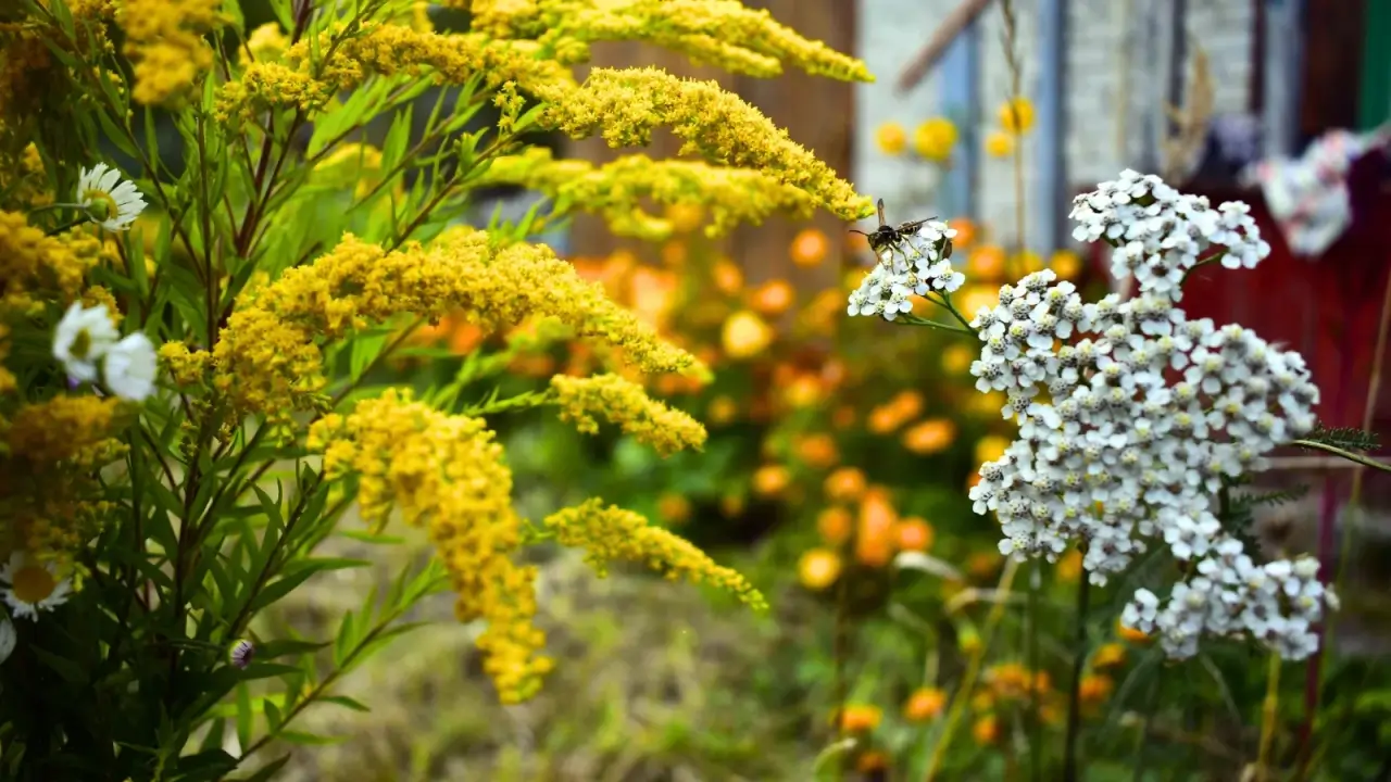A hornet, a beneficial predator, sits on an umbel of tiny white yarrow flowers next to a flowering bright yellow goldenrod plant in a garden.