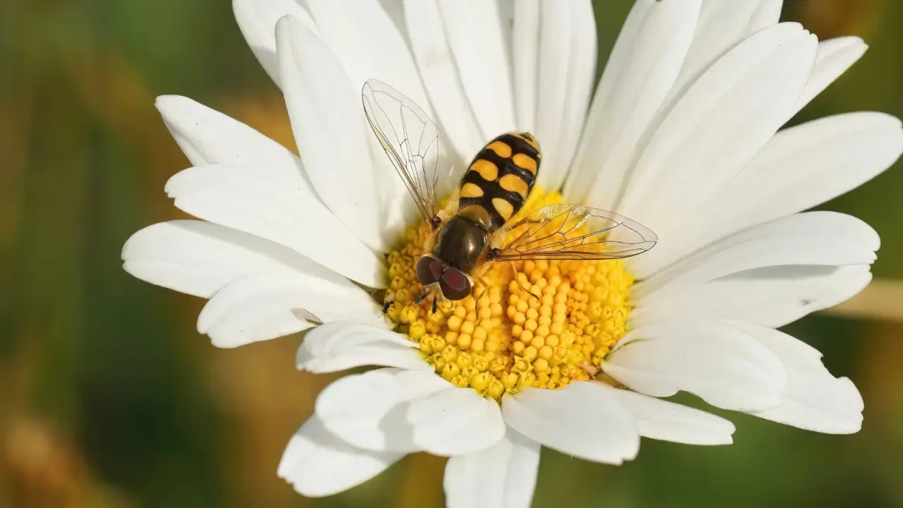 Close-up of a Migrant hoverfly with an elongated striped black and yellow body and transparent wings, sitting on a bright yellow disc of a daisy among white elongated petals.