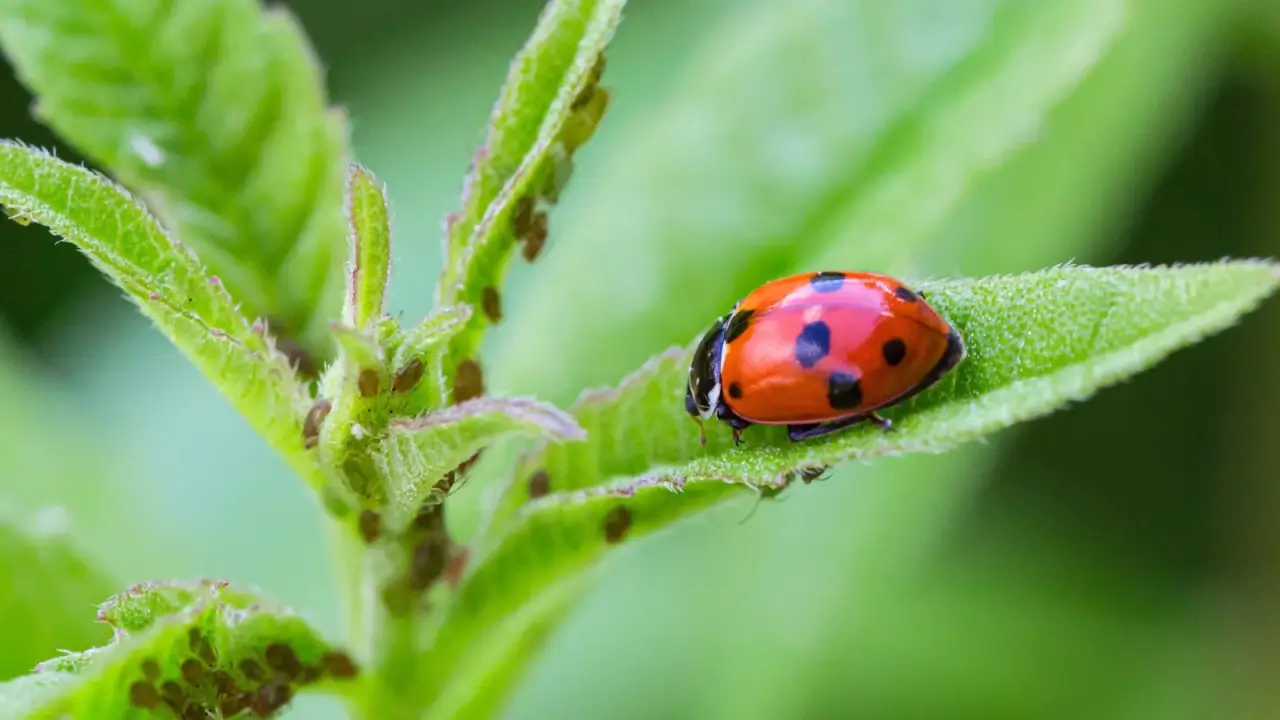 Close-up of a red ladybug with black spots crawling towards a swarm of aphids on green leaves.