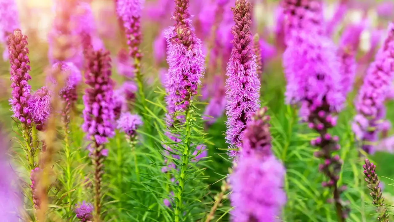 Vertical spikes covered in dense, fuzzy purple flowers bloom from the top down on sturdy stalks.