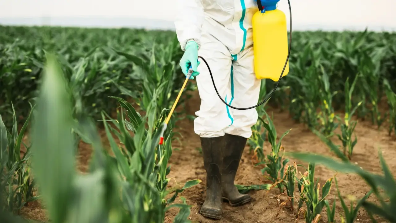 A farmer in a white protective suit sprays pesticides from a spray gun on a young corn plantation.