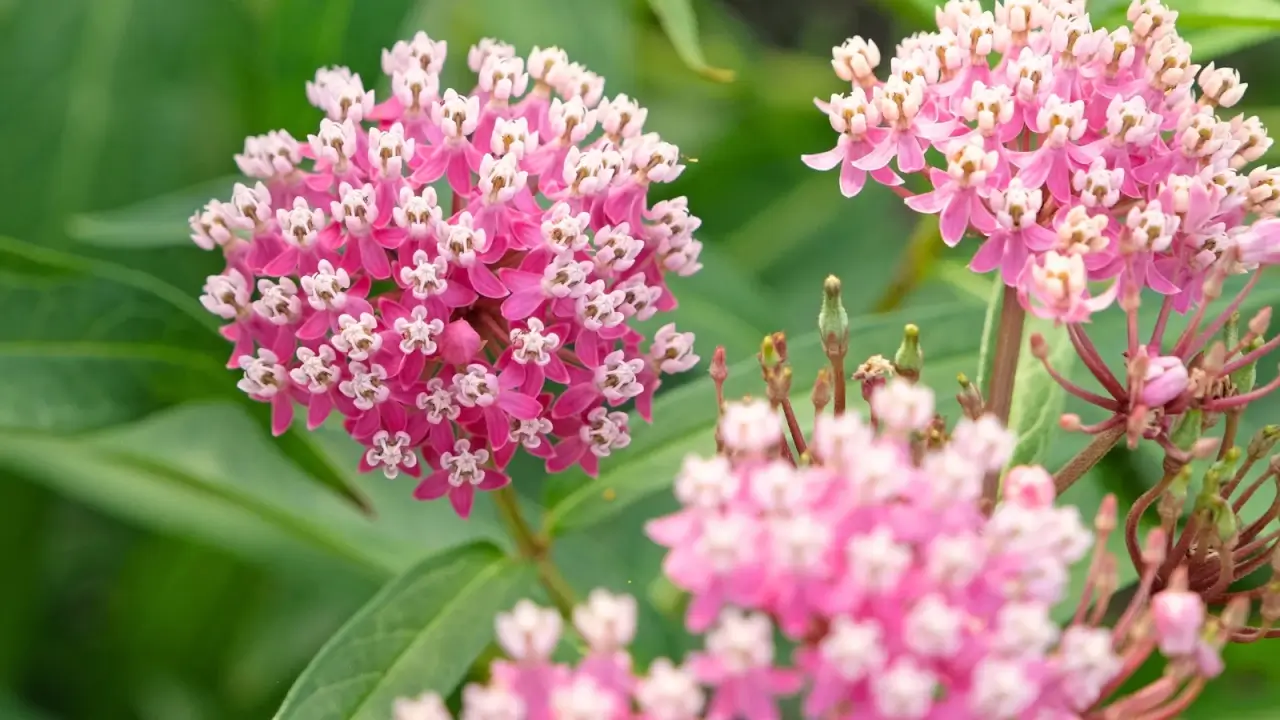 Thick stems support globe-shaped clusters of pink blooms above broad green leaves.