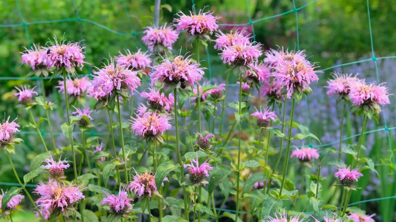 Ragged tufts of tubular petals in purple crown tall leafy stems with lanceolate foliage.