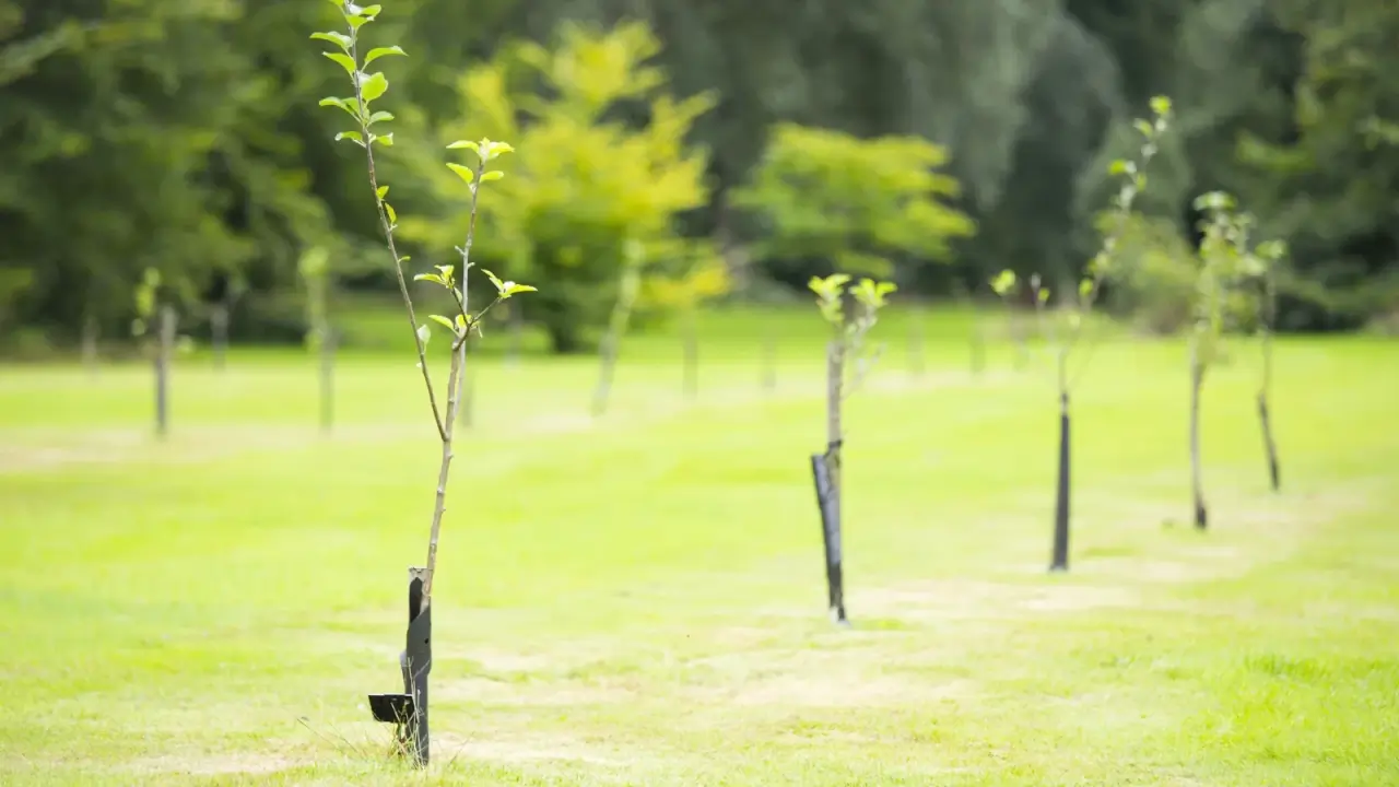 Young tree seedlings freshly planted in rows in a meadow have thin grayish vertical trunks and young green glossy leaves growing at the tops of thin branches.