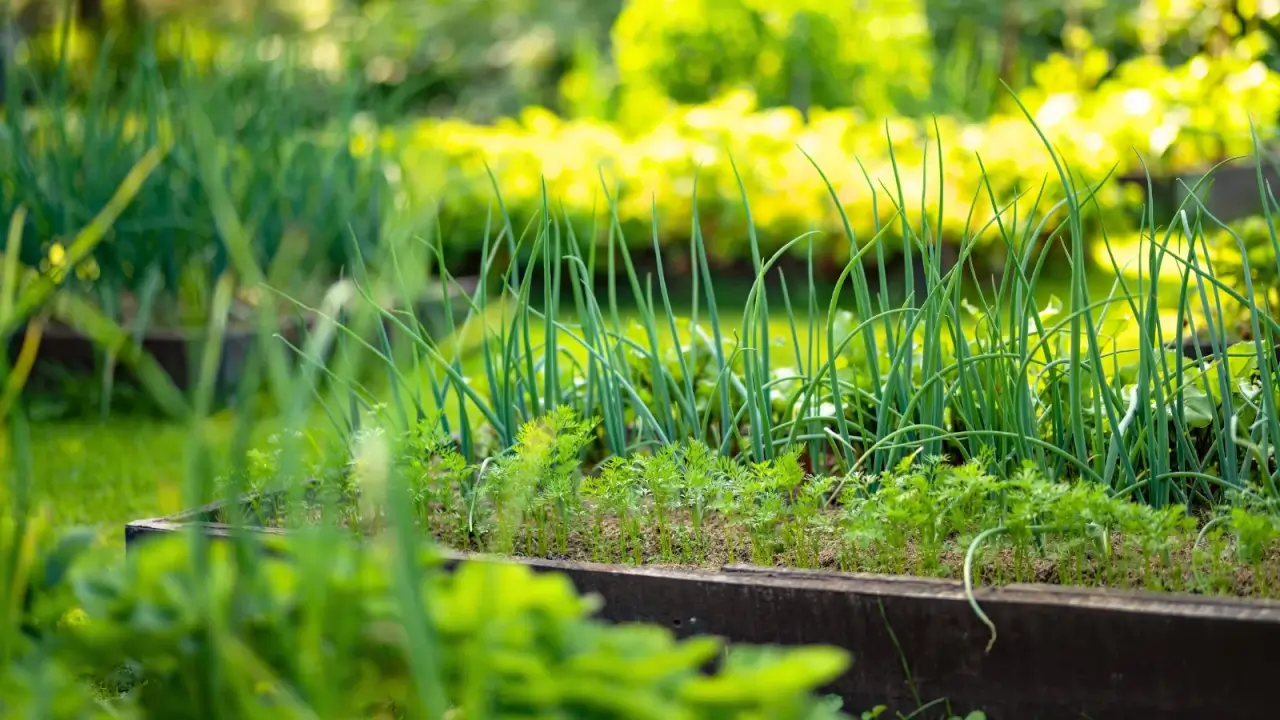 Rows of onions with vertical tubular dark green leaves growing in bunches next to young carrot plants with feathery green foliage in a wooden raised bed in a sunny garden.
