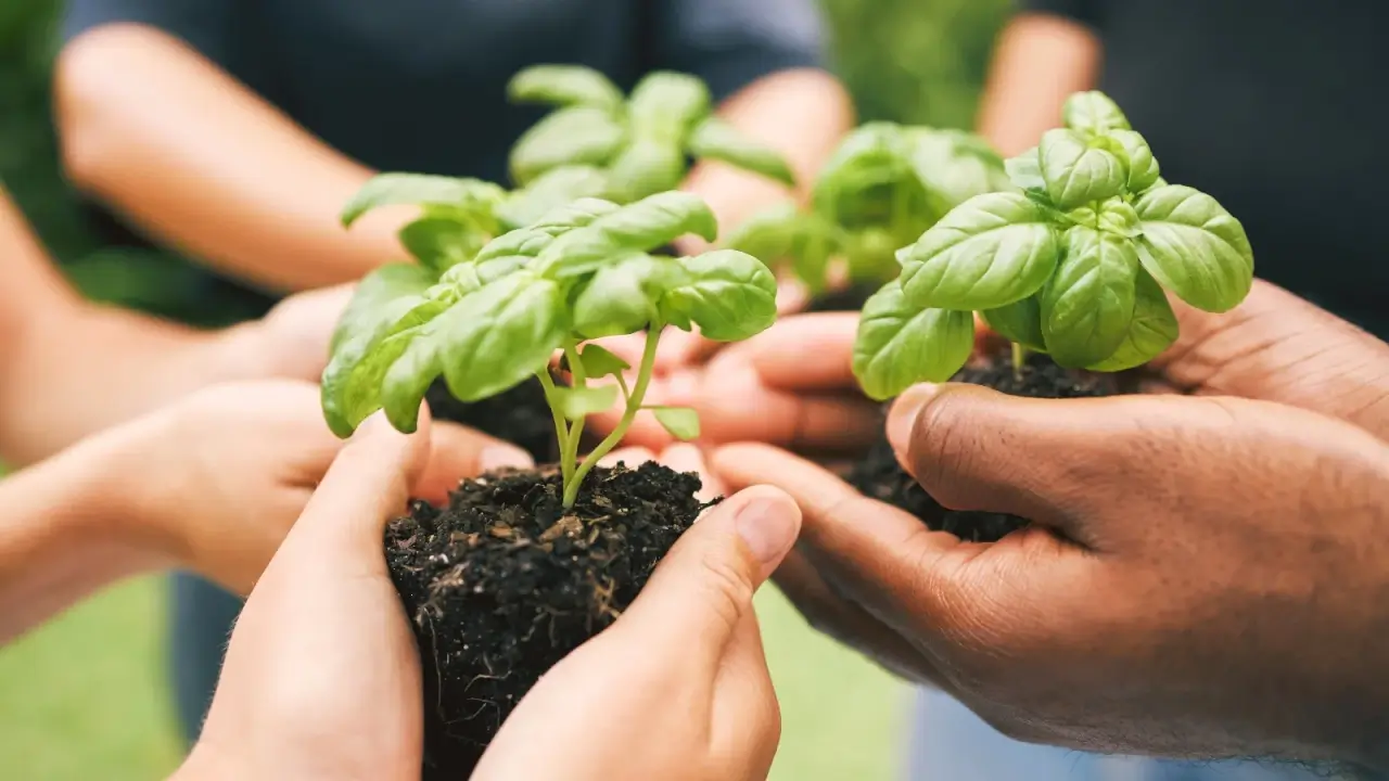 Close-up of people's hands holding young basil plants with oval, smooth, shiny, bright green leaves with root balls.