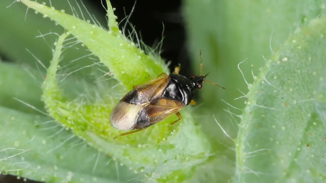 A tiny black and white bug with an oval body and pointed head crawls across a green leaf surface.