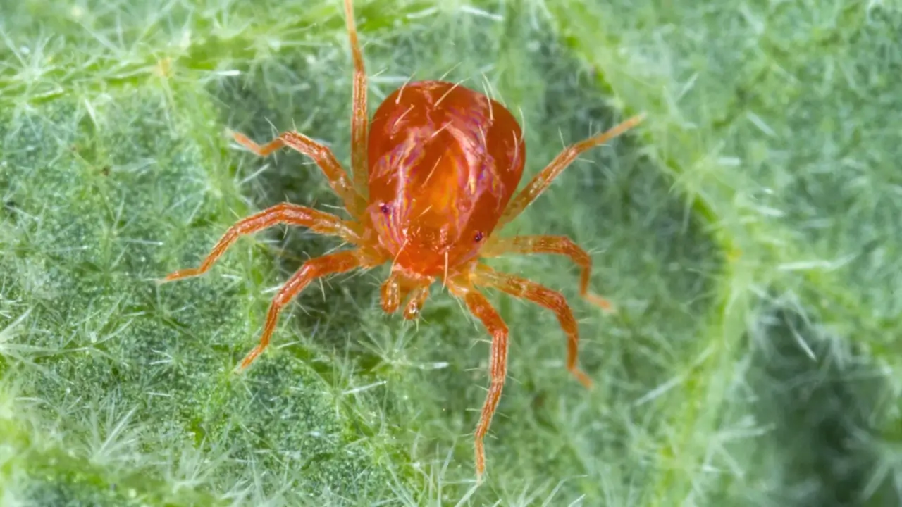 A close-up of a tiny red predatory mite with eight thin legs and a lightly haired, rounded body crawling on a green leaf.