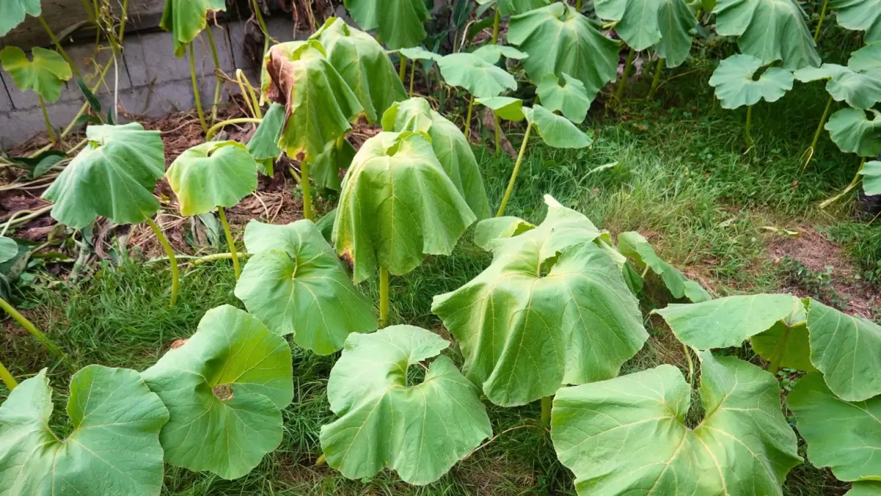 Large pumpkin plants with large, round, green leaves are wilting and drooping due to heat stress.