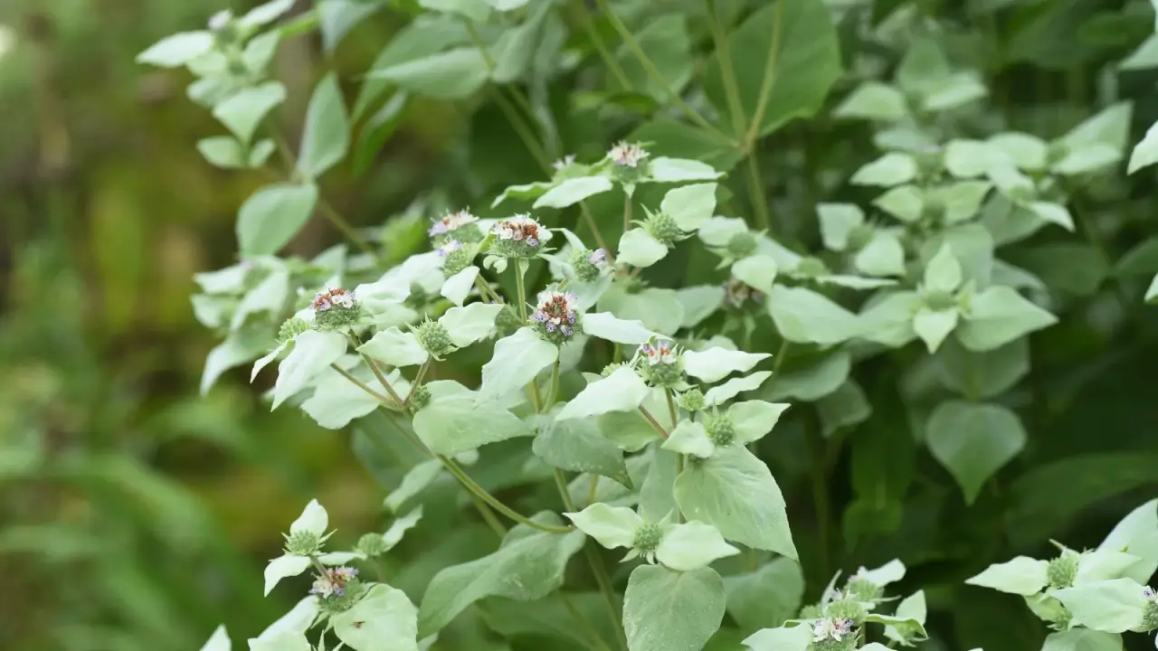 Rounded heads of small white flowers rise above slender, square stems with silvery, mint-scented leaves.