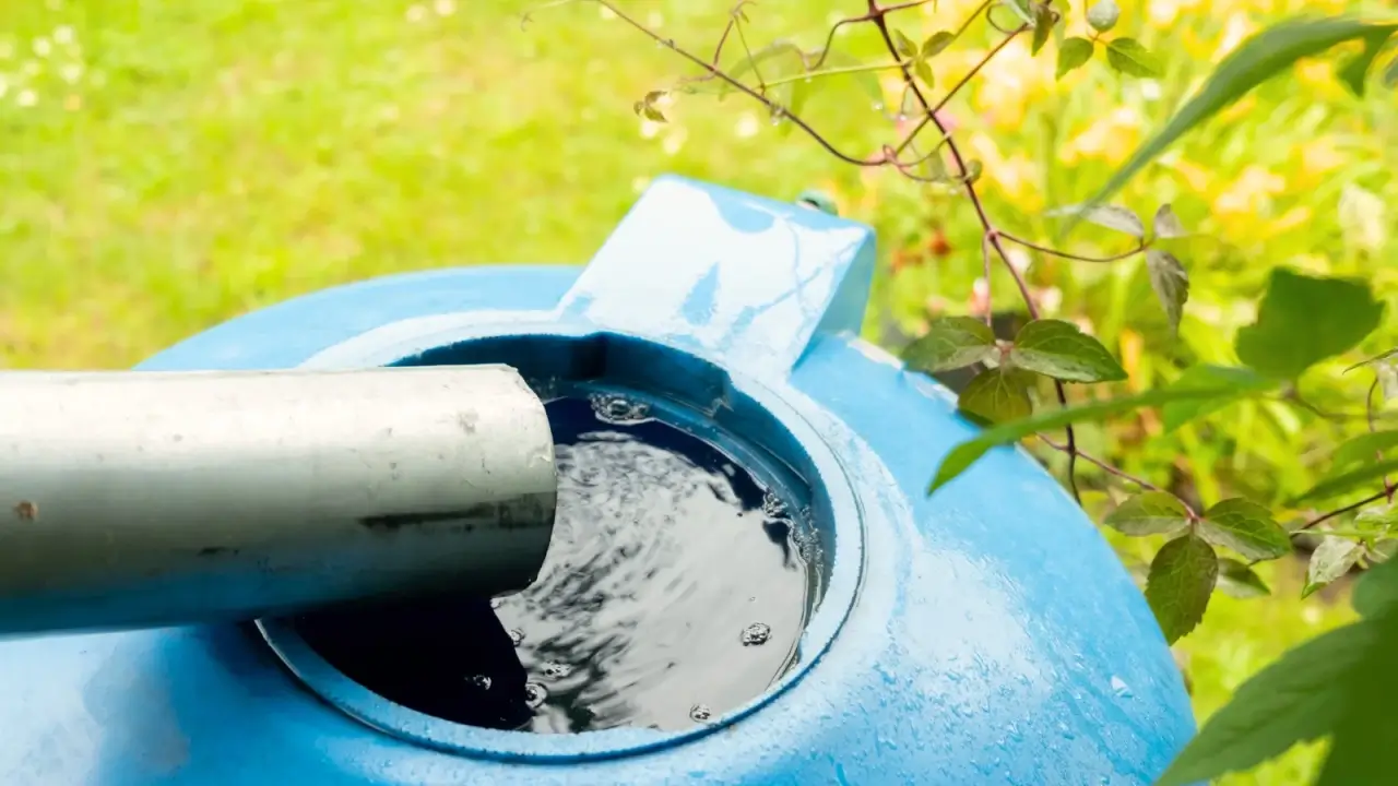 Collecting rainwater in a large blue barrel in the garden.